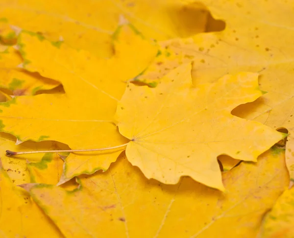 Yellow autumn leaves — Stock Photo, Image