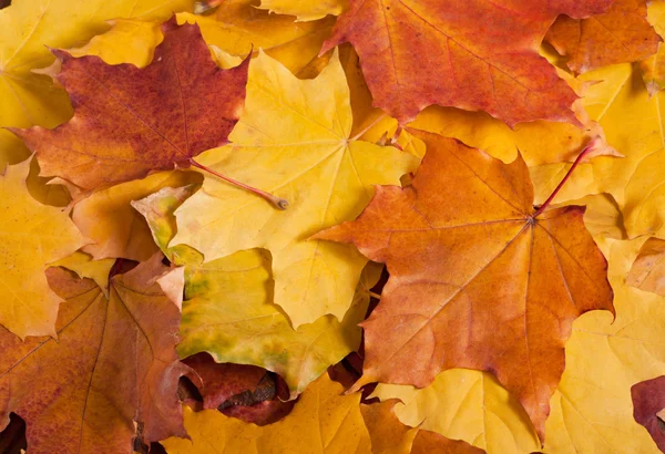 Autumn leaves background — Stock Photo, Image