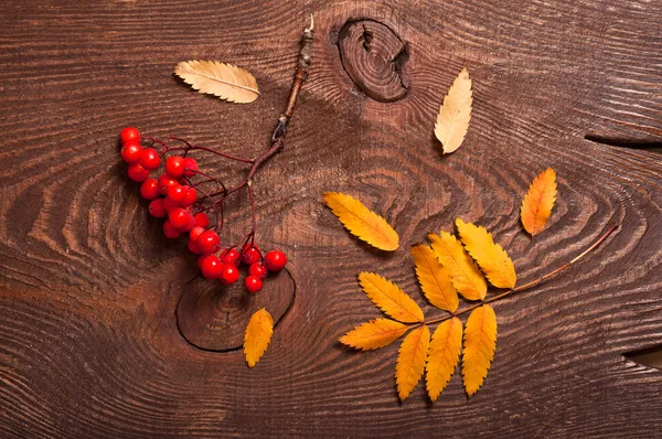 Rowanberry e foglie — Foto Stock