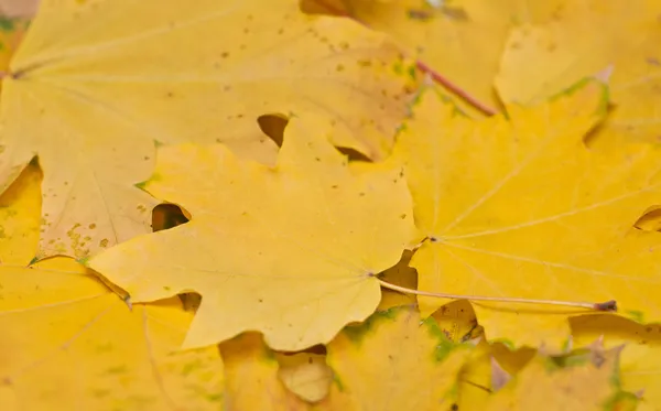 Feuilles jaunes — Photo