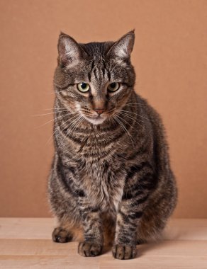 büyük bir tekir kedi