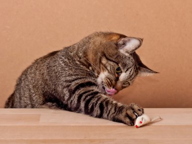 Kedi ve Fare