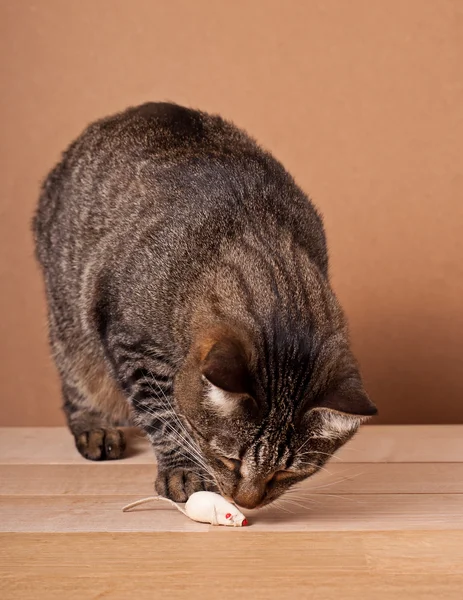 Katz und Maus — Stockfoto