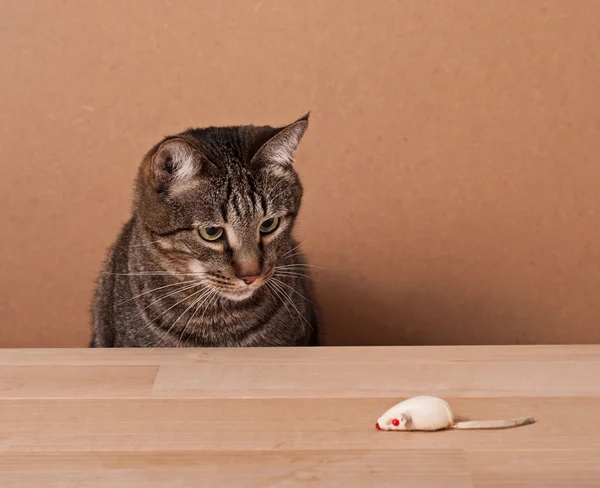 Katt och mus — Stockfoto