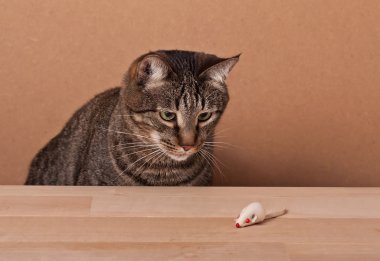 Kedi ve Fare