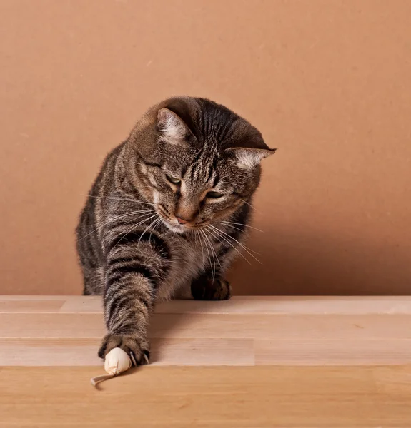 Gato y ratón —  Fotos de Stock