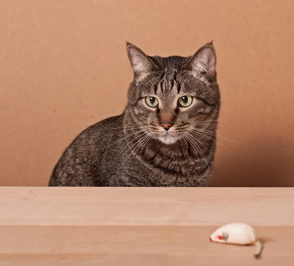 Katz und Maus — Stockfoto