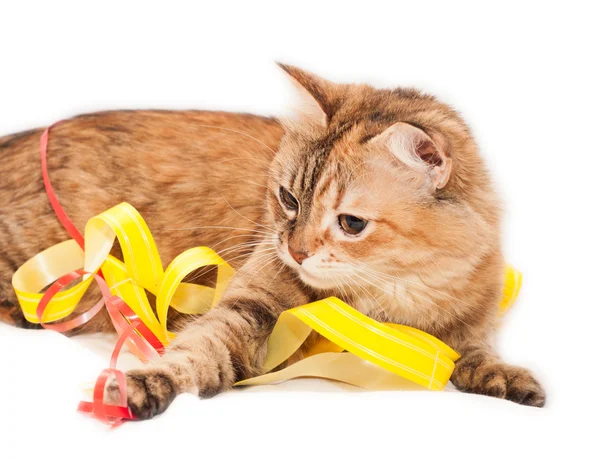 Kedi ve şeritler — Stok fotoğraf