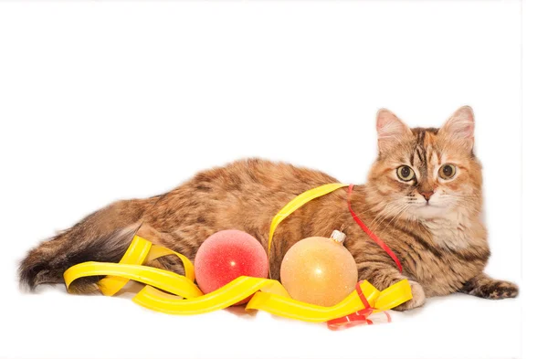 Cat and Christmas decoration — Stock Photo, Image