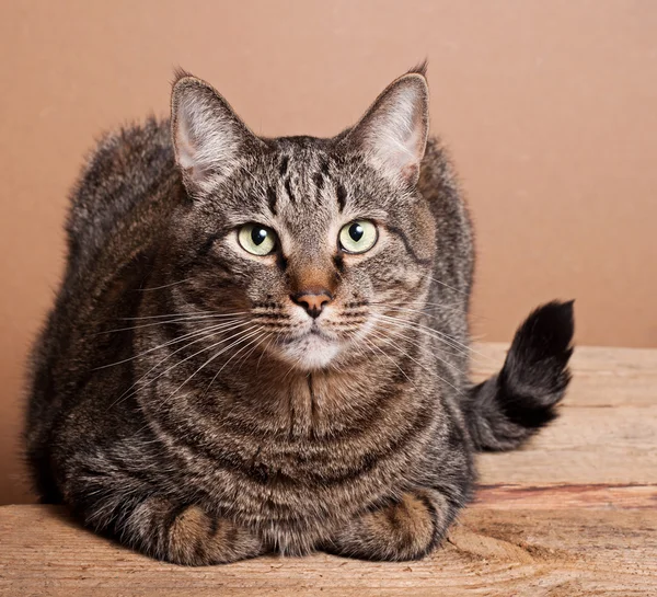 Große gestromte Katze — Stockfoto