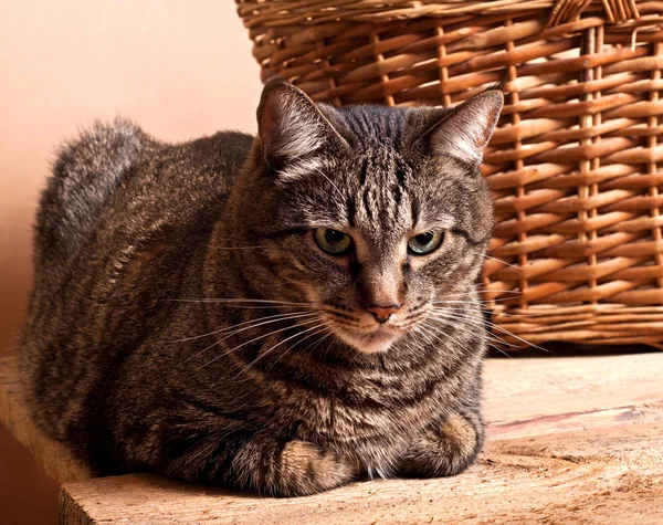 Velká mourovatá kočka — Stock fotografie