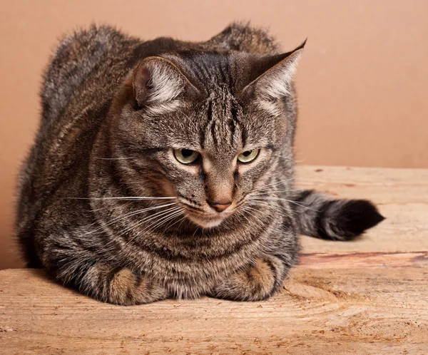Большая табби-кошка — стоковое фото