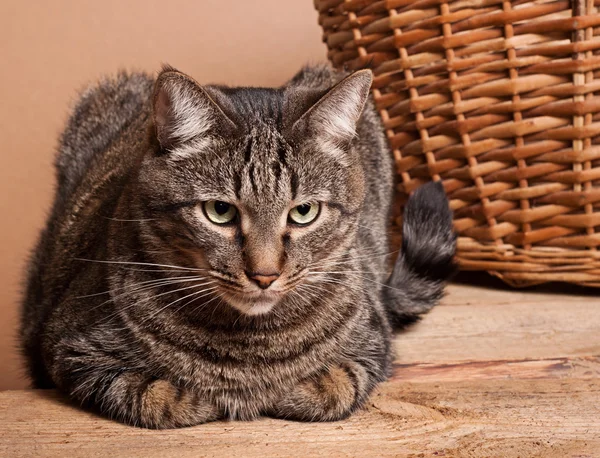 Stora tabby katt — Stockfoto