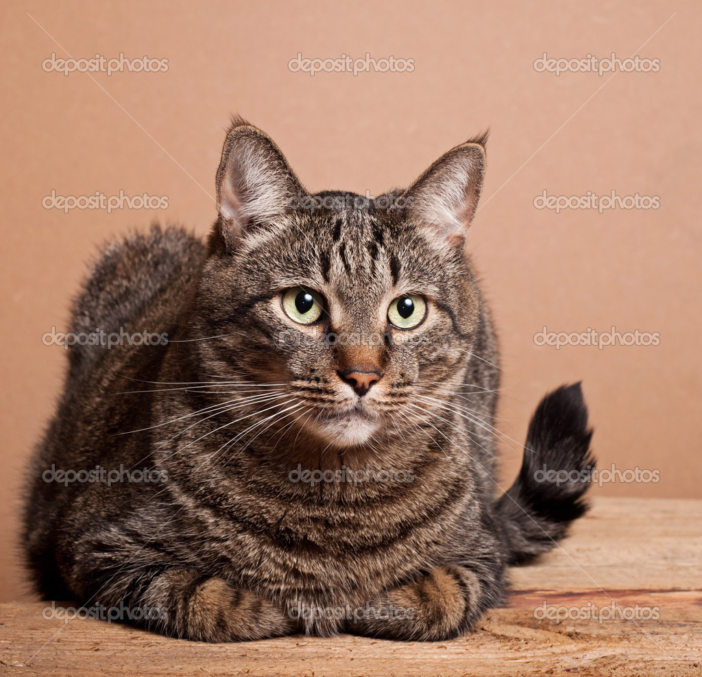 Big tabby cat — Stock Photo © nataly0288dp #39280963