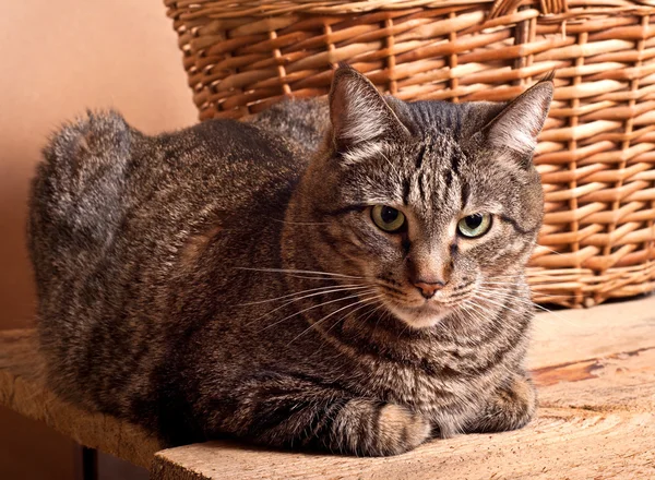 Tabby-Katze — Stockfoto