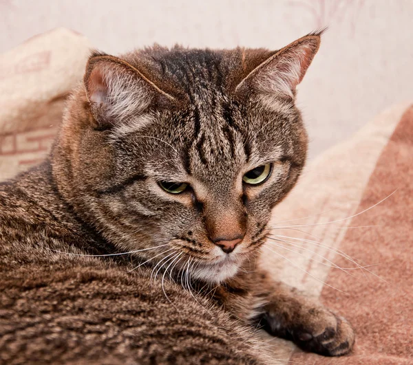 Gran gato tabby —  Fotos de Stock