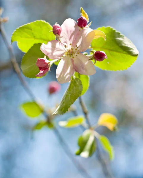 Аpple tree flowers — Stock Photo, Image