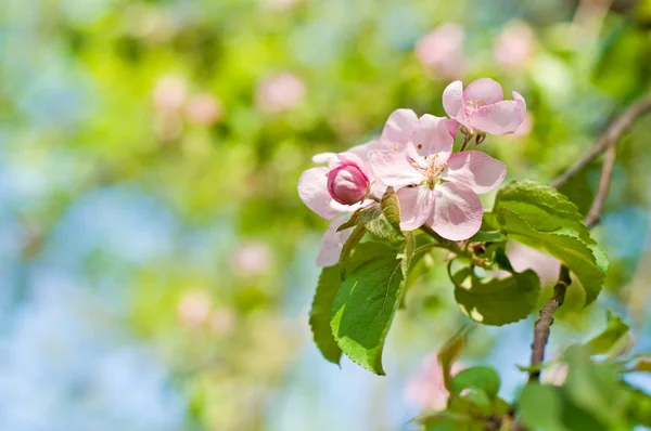 Pink Spring flowers — Stock Photo, Image