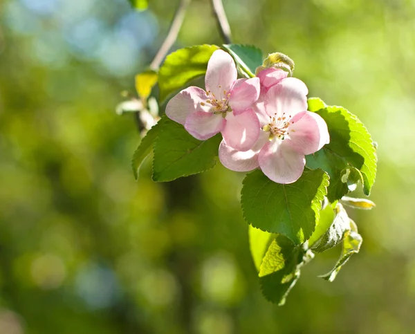 Pink Spring flowers — Stock Photo, Image