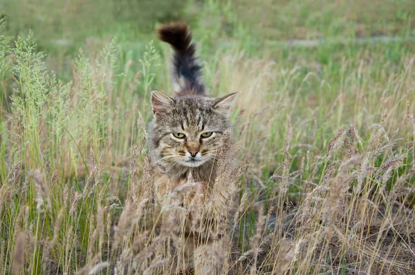 Katt på natur — Stockfoto