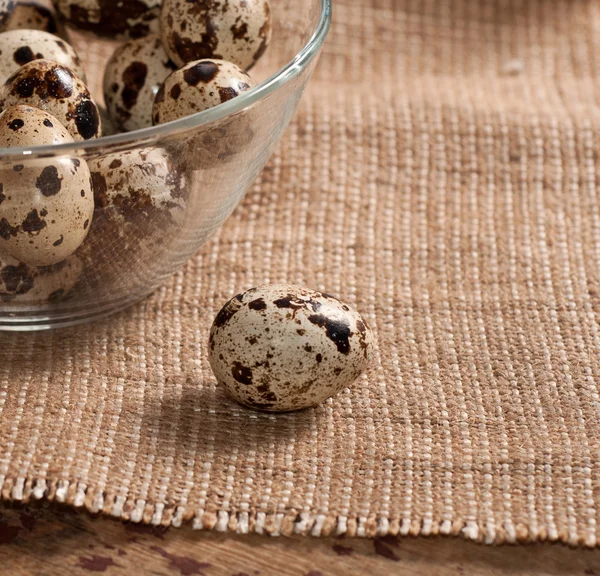 Quail eggs — Stock Photo, Image