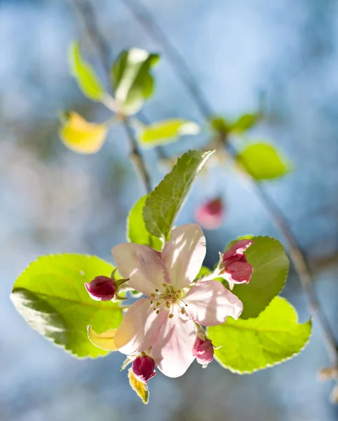 Beautiful Spring flowers — Stock Photo, Image