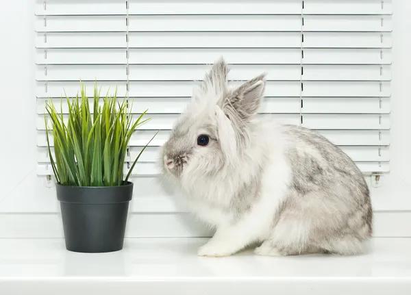 Rabbit — Stock Photo, Image