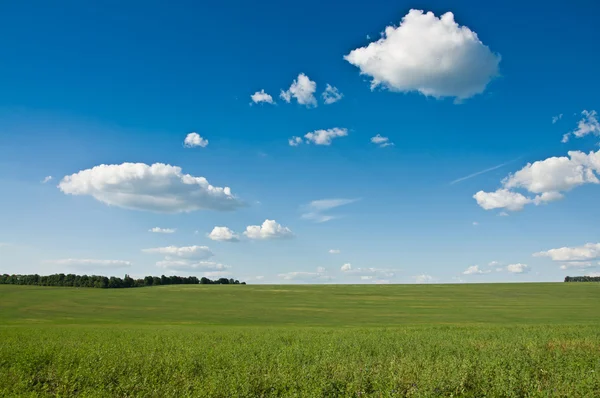 Grönt fält — Stockfoto