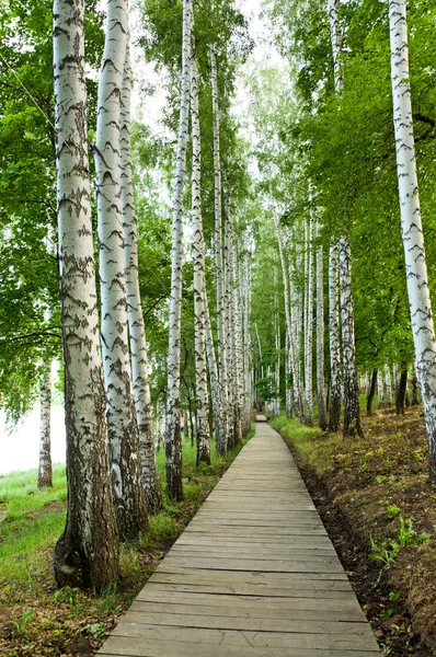 Schöne Birke — Stockfoto