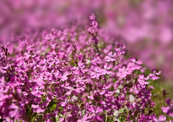 Fondo de primavera rosa — Foto de Stock