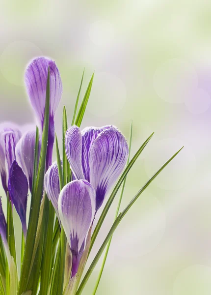 Spring flowers background — Stock Photo, Image