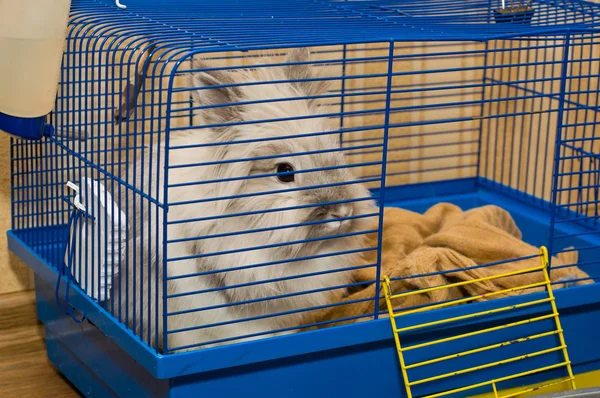 Rabbit in cage — Stock Photo, Image