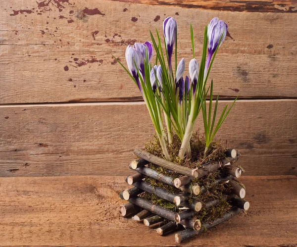 Krokusblüten im Frühling — Stockfoto