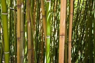 bambu korusu