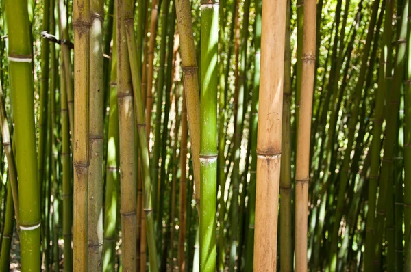 bambu korusu