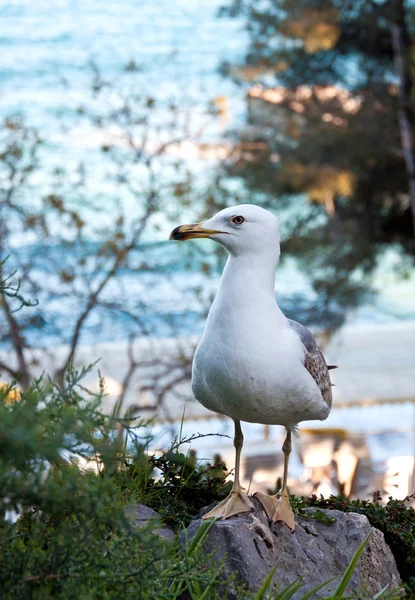 Möwe — Stockfoto