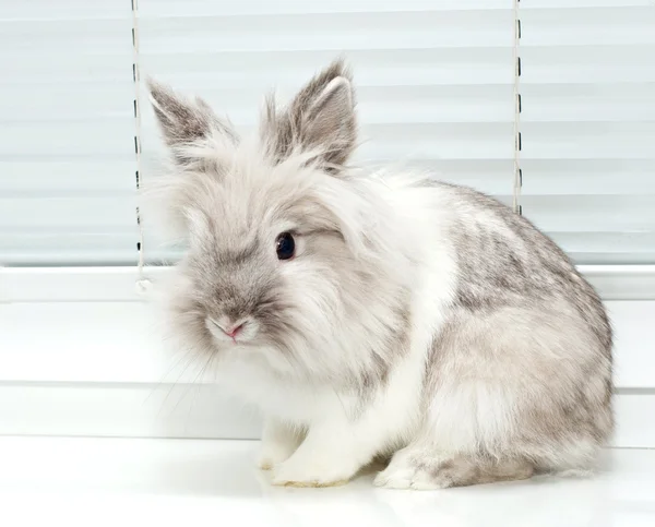 Haustier Kaninchen — Stockfoto