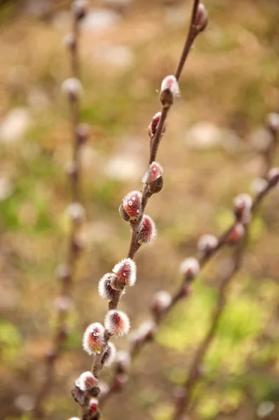 Pussy-willow — Stock Photo, Image