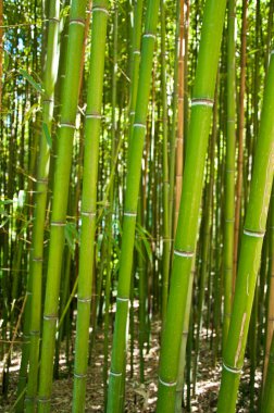 bambu korusu