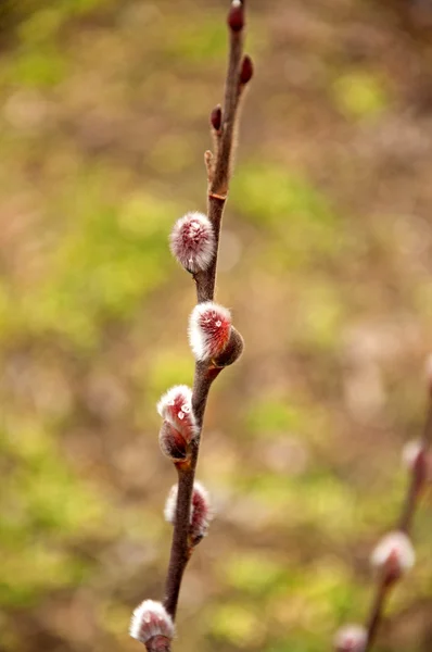 Pussy-willow — Stock Photo, Image