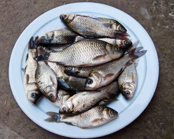 Roher Fisch auf weißem Teller — Stockfoto