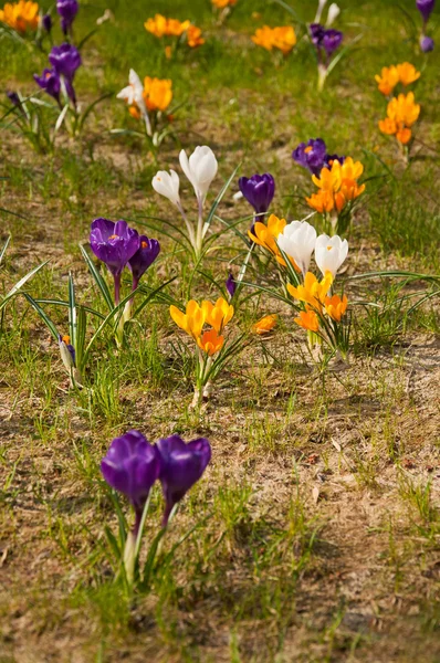 Beautiful crocuses — Stock Photo, Image