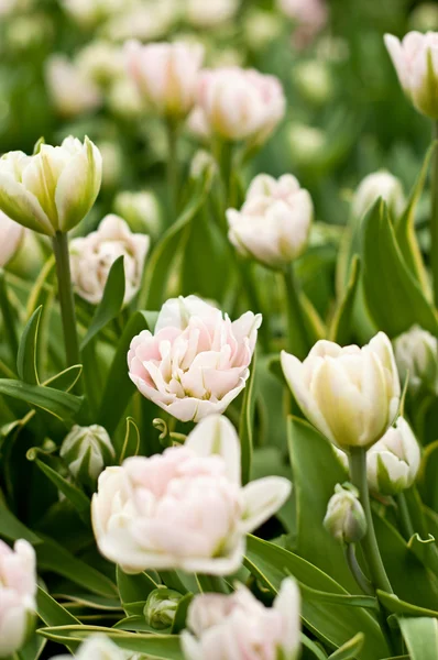 Beautiful tulips — Stock Photo, Image