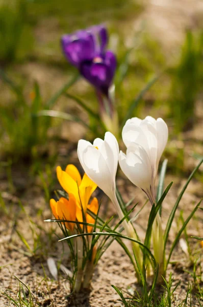 Beautiful crocus flowers — Stock Photo, Image