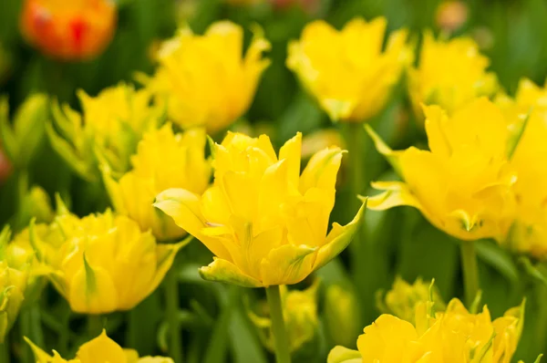 Belles tulipes jaunes — Photo