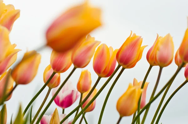 Красивые розовые тюльпаны — стоковое фото