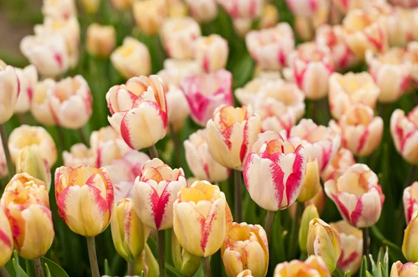 Hermosos tulipanes — Foto de Stock