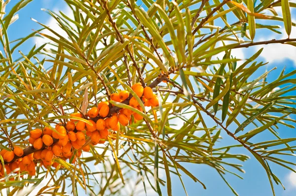 Buckthorn. — Fotografia de Stock