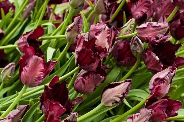 Красивые темные тюльпаны — стоковое фото