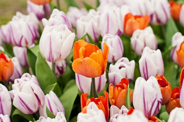 Mooie tulpen flowerbed — Stockfoto